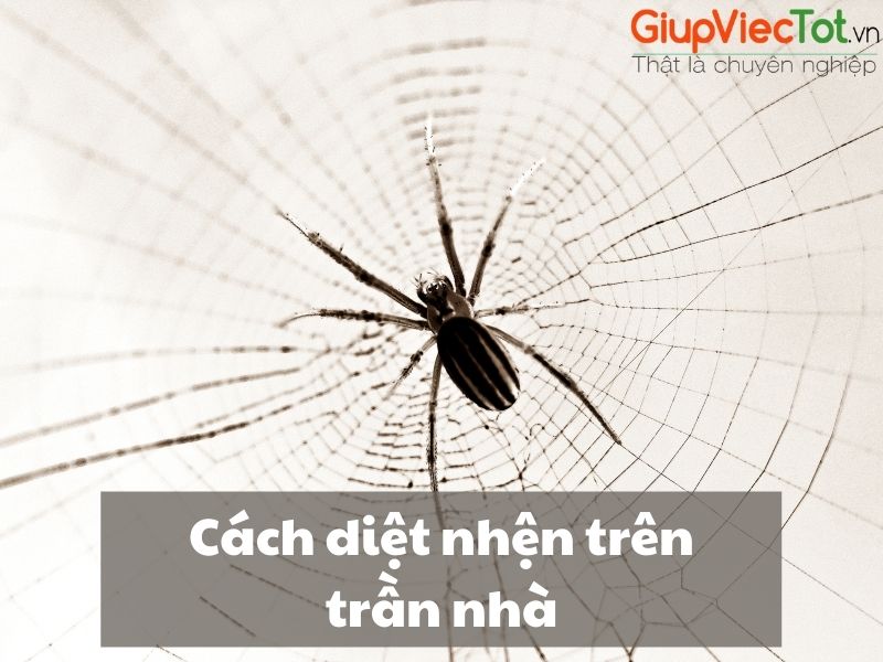[Thử ngay] 5 Cách diệt nhện trên trần nhà nhanh và hiệu quả nhất